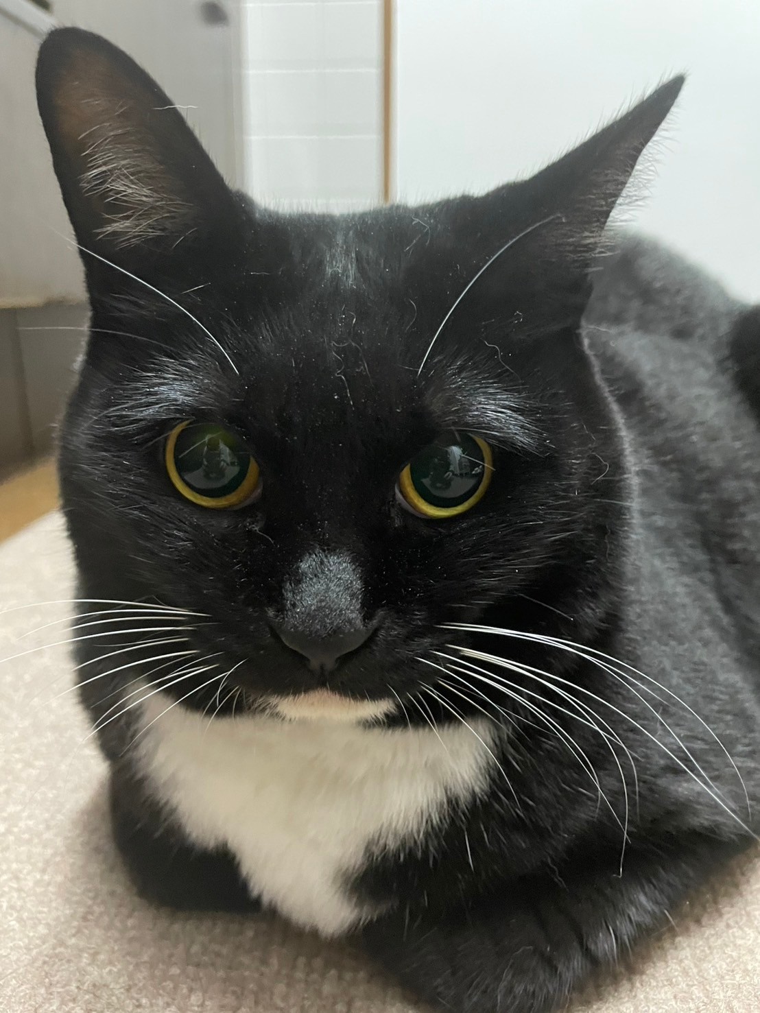 我が家のマドンナ タビちゃん🐈